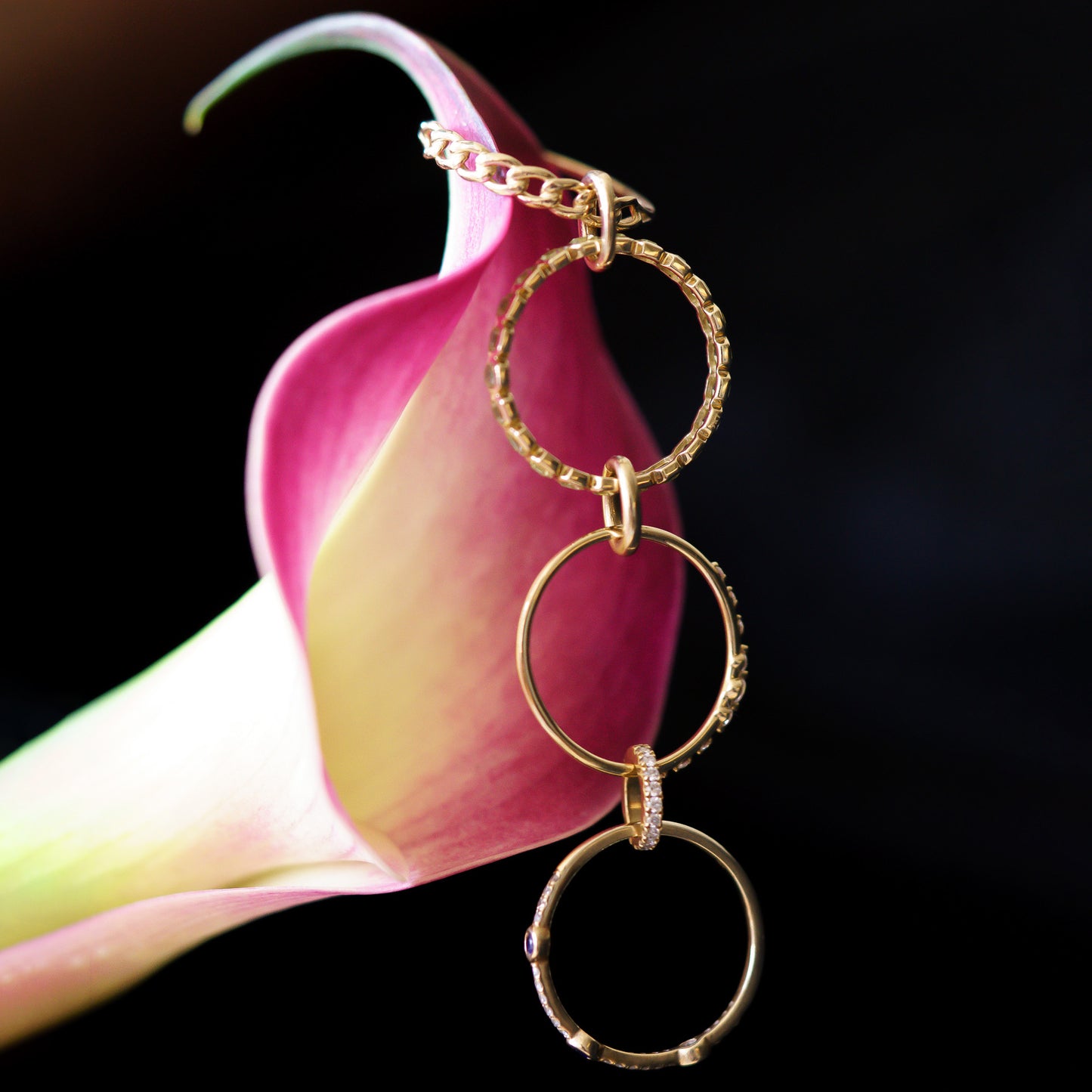 A delicate calla lily with pink and yellow petals displays four gold rings and a chain featuring the Solid Gold Ring Clip, elegantly draped along its curved edge against a black background.