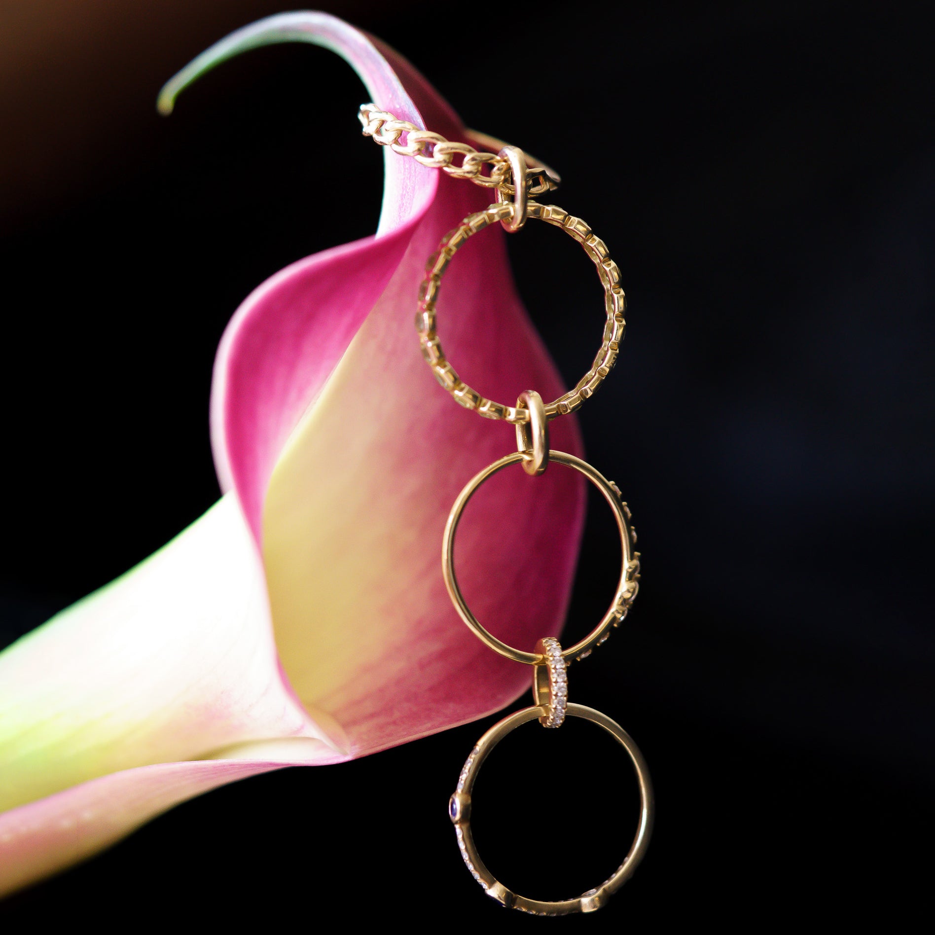 A delicate calla lily with pink and yellow petals displays four gold rings and a chain featuring the Solid Gold Ring Clip, elegantly draped along its curved edge against a black background.