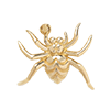 Nature-Spider