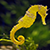 Solid Gold Under The Sea Charm-Seahorse