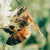 Solid Gold Nature Charm in White Gold-Bee