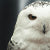 Solid Gold Nature Charm in White Gold-Owl