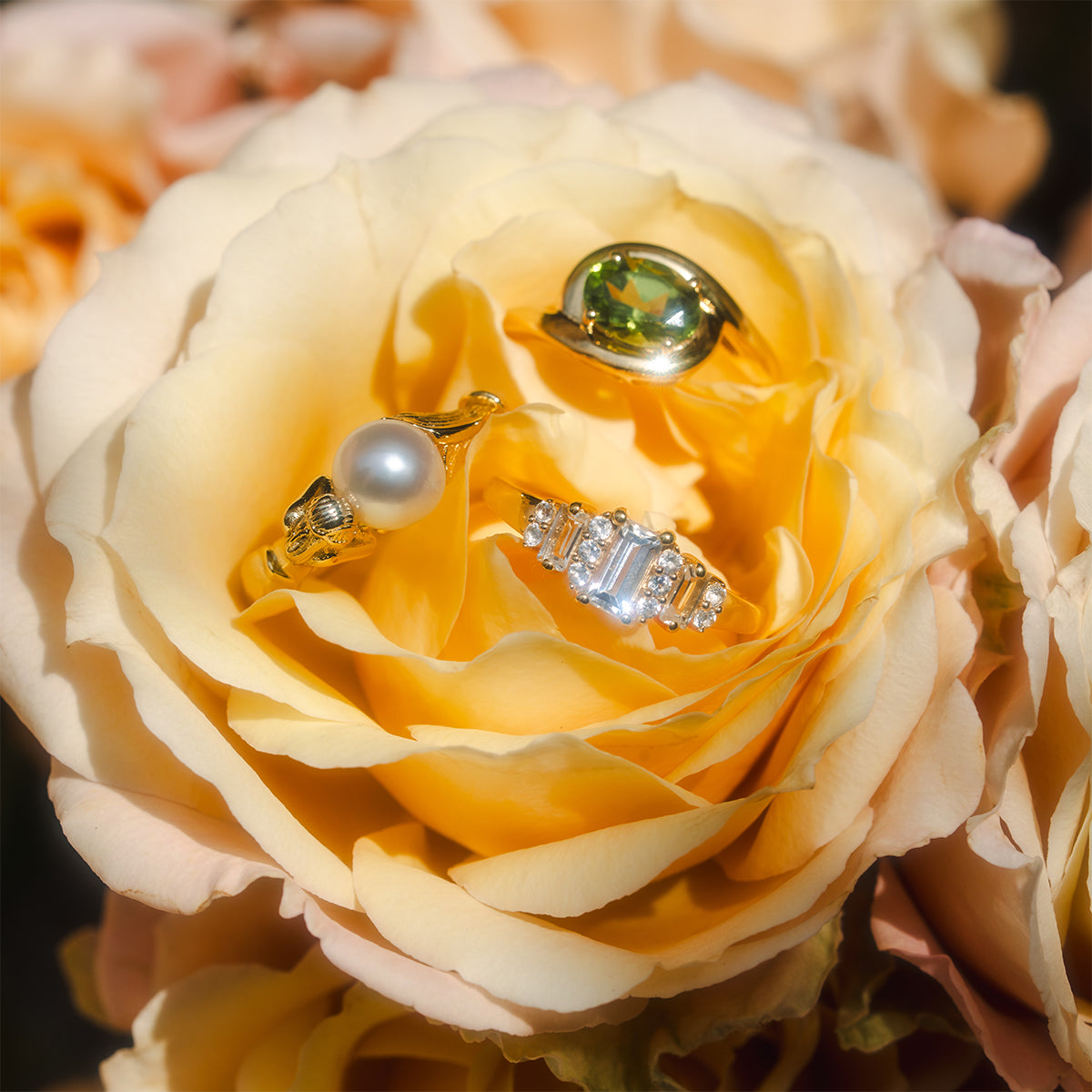 The Peridot Poetry Statement Ring, a bold gold piece, is showcased alongside two other gold rings—one with a pearl and one with clear baguette-cut stones—resting on the petals of a delicate yellow rose.