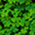 Solid Gold Lucky Charm-Four Leaf Clover