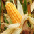 Sale! Solid Gold Foodie Charm-Corn on the Cob