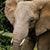 Sale! 14k Littlest Charms by Charlie and Marcelle-Little Elephante