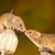 Sale! 14k Littlest Charms by Charlie and Marcelle-Miracle Mouse