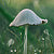 Charms by Elizabeth Stone-Mushroom