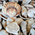 Zahava x Local Eclectic Globetrotter Charms-Lucky Pearl Oyster Shell
