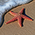 Solid Gold Under The Sea Charm-Starfish