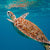 Solid Gold Nature Charm-Turtle