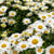 Charms by I Like It Here Club-Exclusive Daisy Chain
